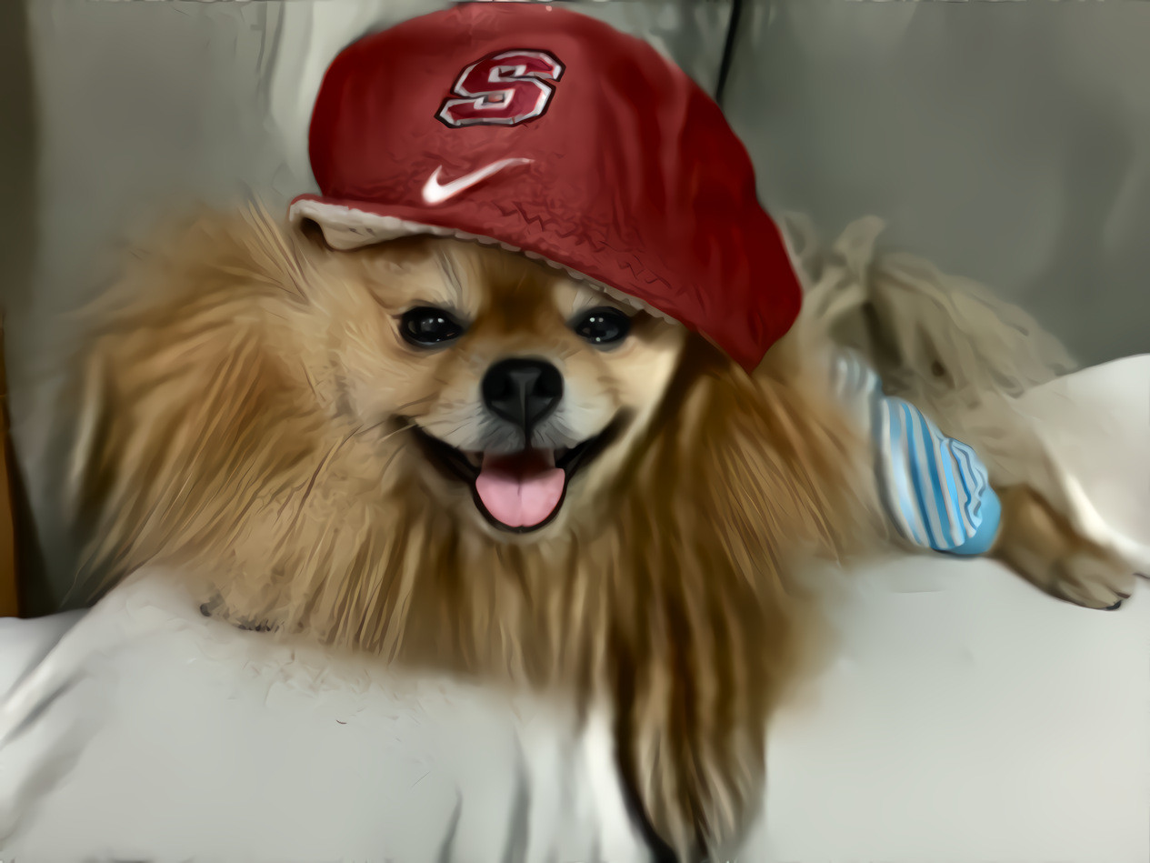 Yoda - a German Spitz and his Stanford winter cap