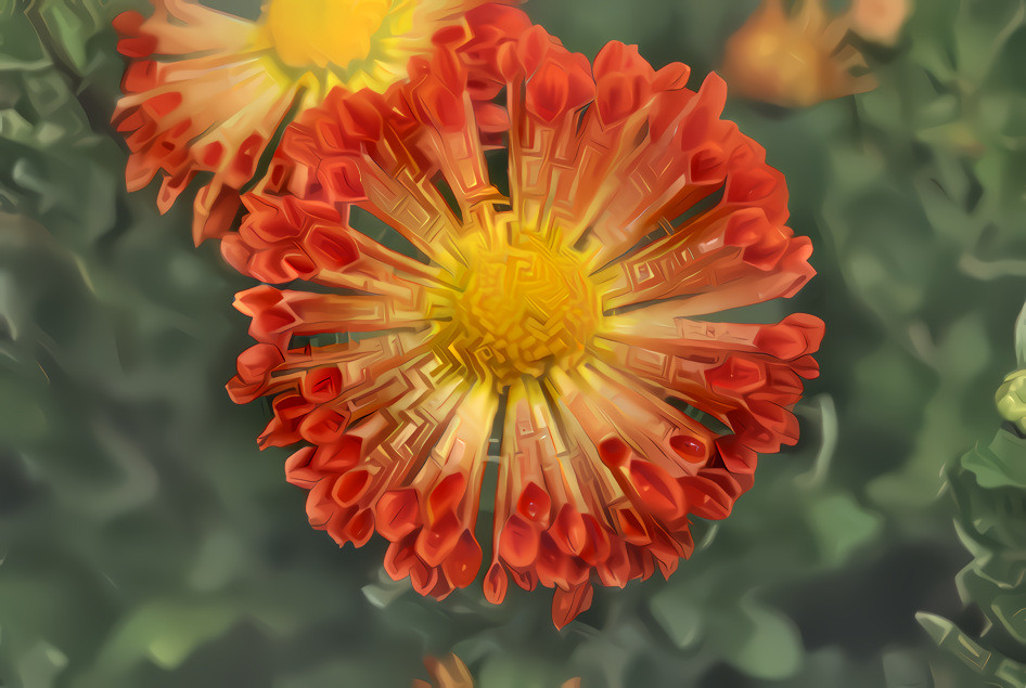 Chrysanthemum orange and yellow