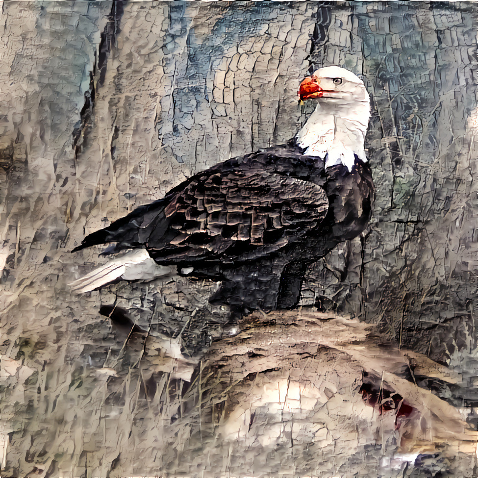 Bald Eagle and Mule Deer