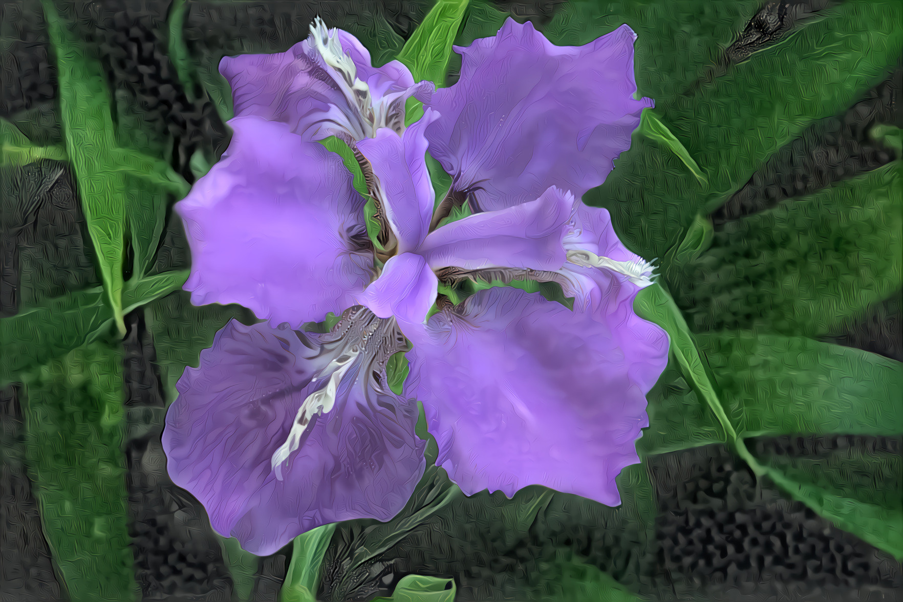 Purple and White Iris