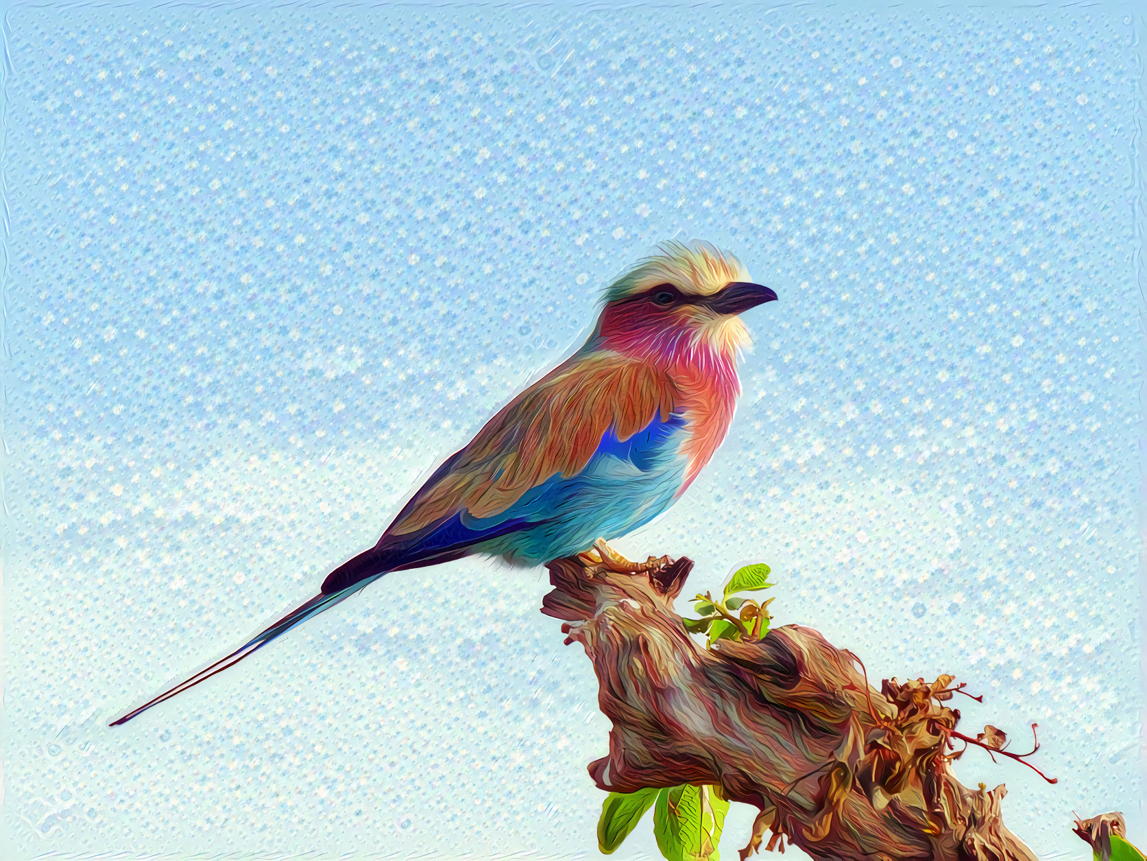 Lilac Breasted Roller, Kenya