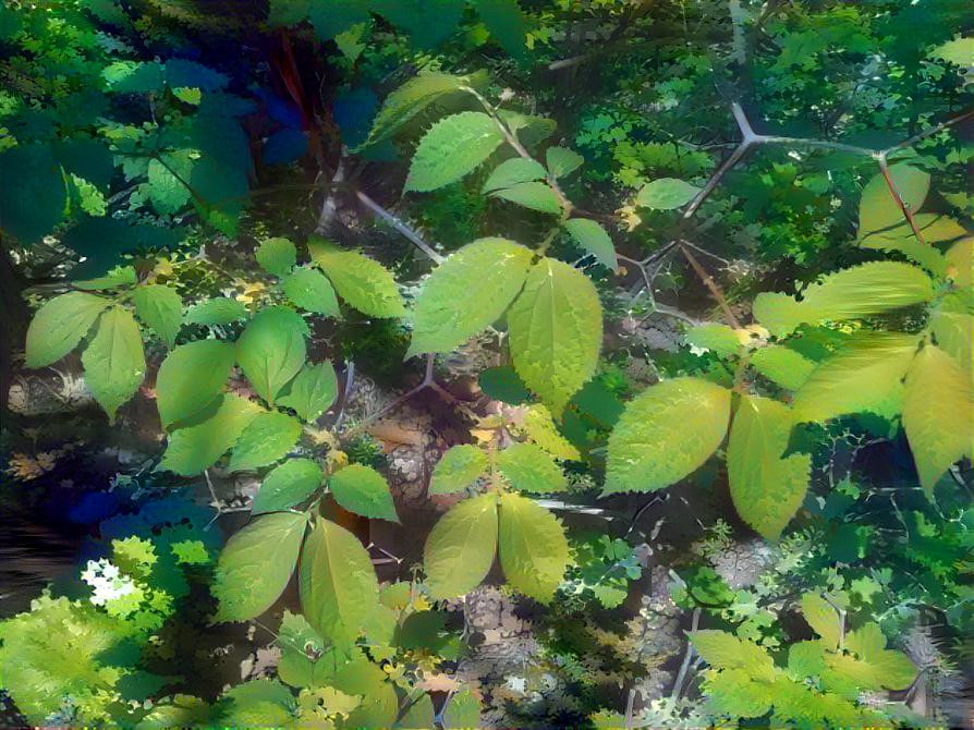 Leaves on a forest glade under the sun