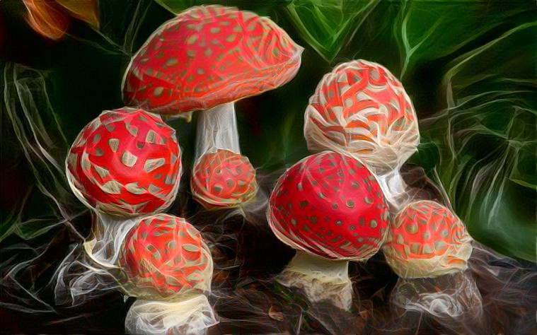 amanita muscaria 8