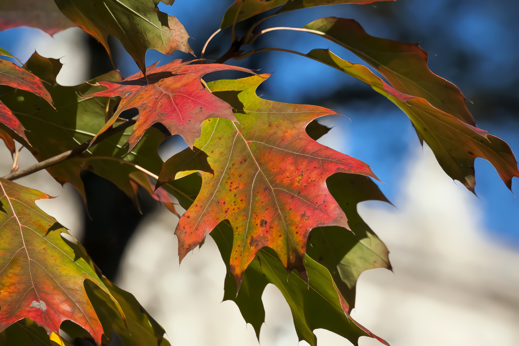 Autumn Maple Leaves