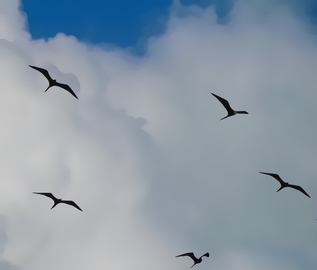 Magnificent Frigatebirds