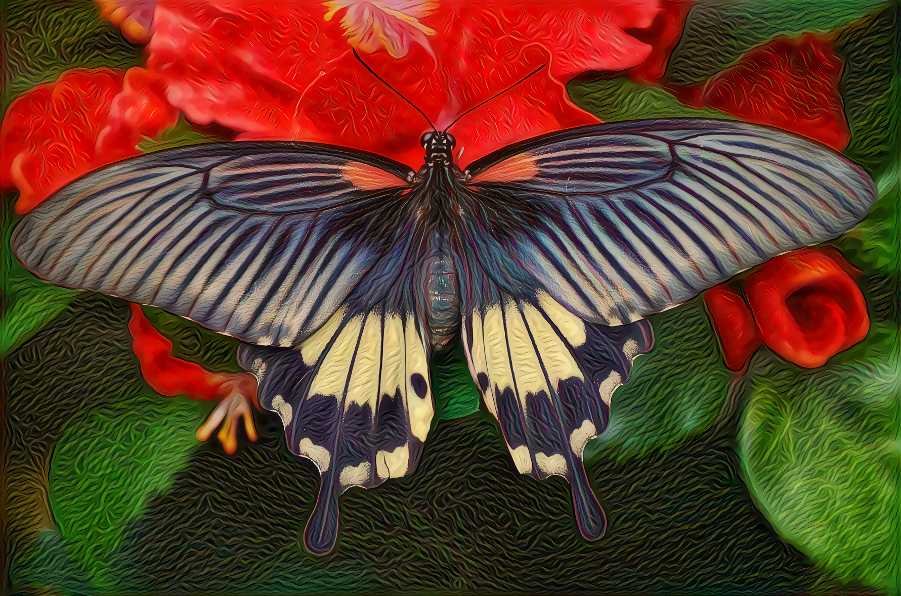 Swallowtail Butterfly