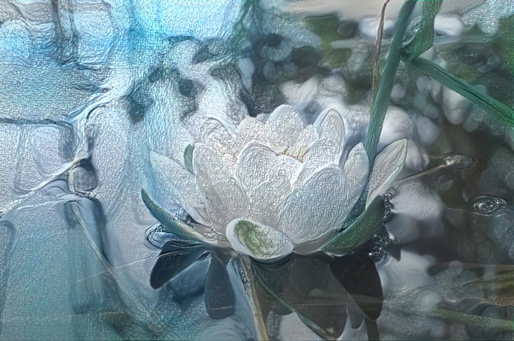 Water lily