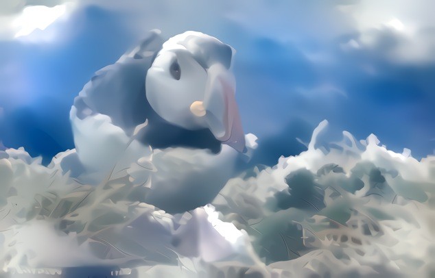 Puffin Dreams