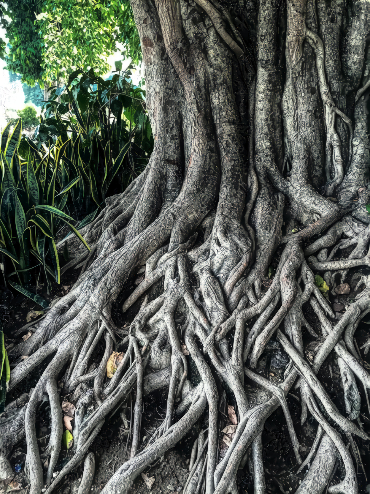 Old Tree Roots