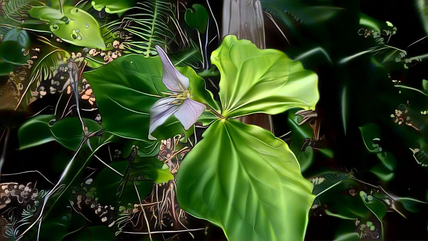 Rainforest Trillium