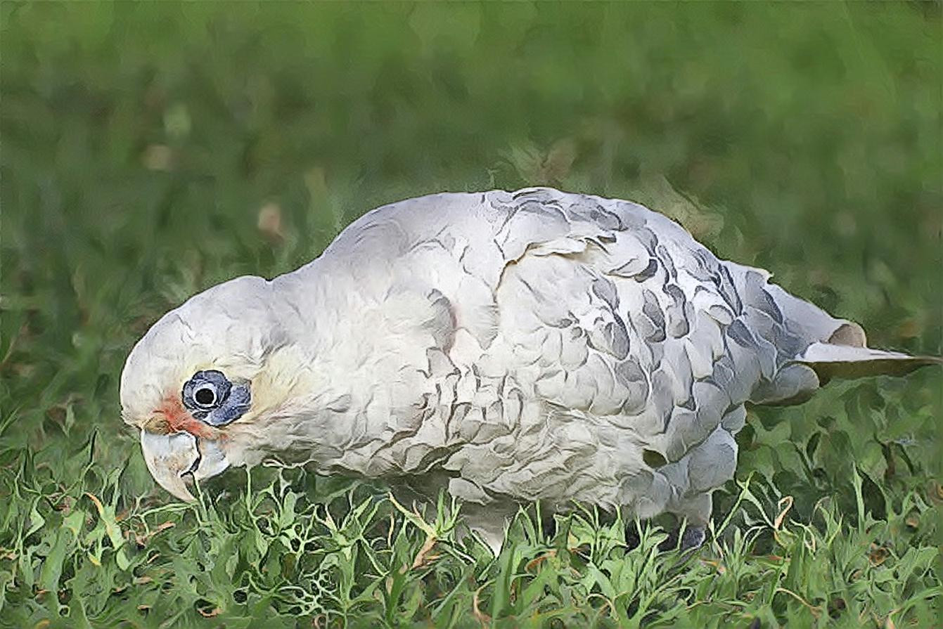 Corella