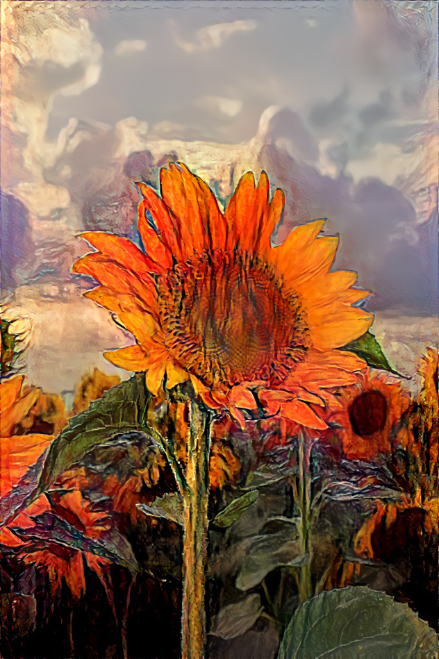 Sunflowers