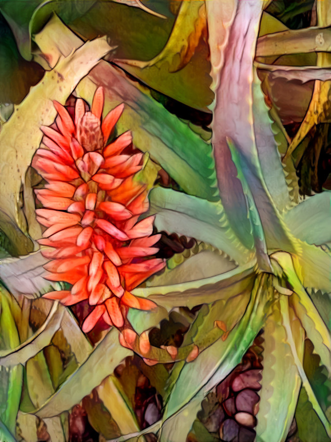 Aloe Bloom 01.2021 | M x1.5 50% 100%