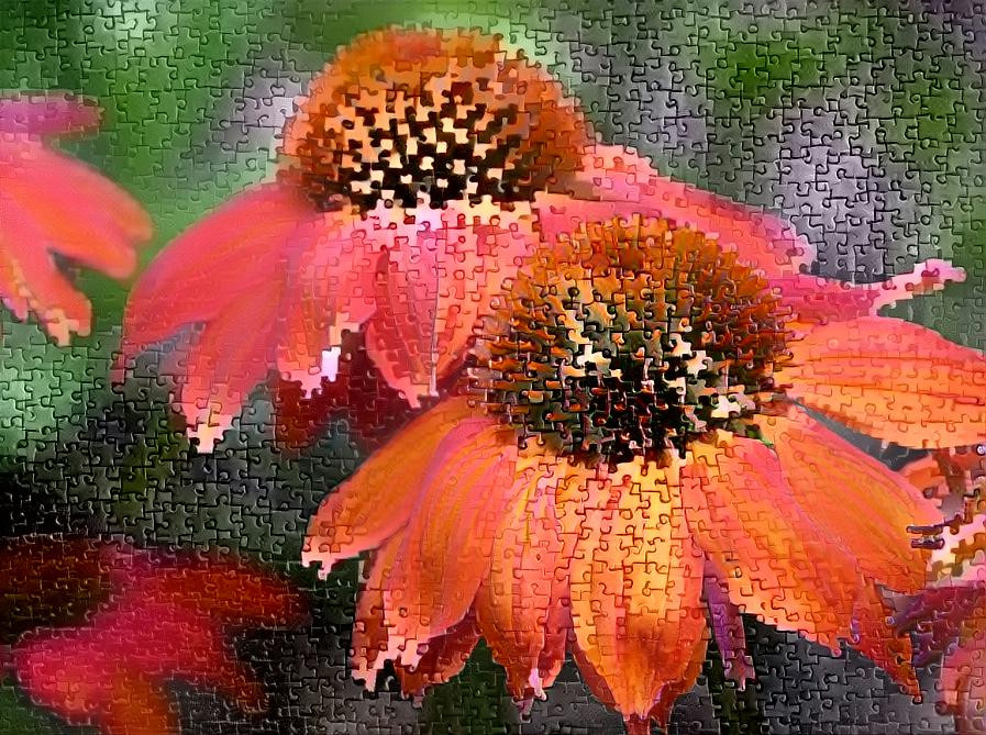 Echinacea