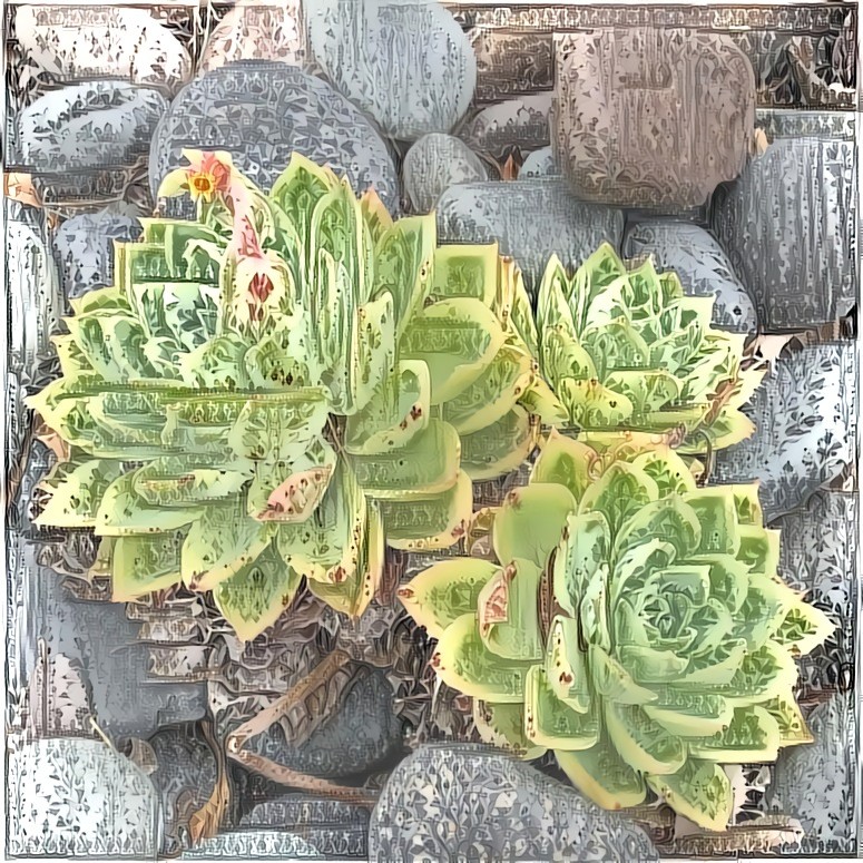 Echeveria Trio 07.20 | MR D 40% P