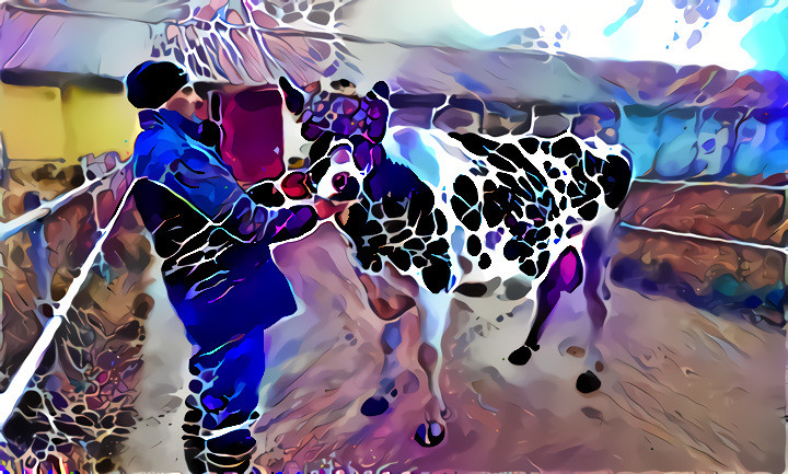 The cow testing VR glasses