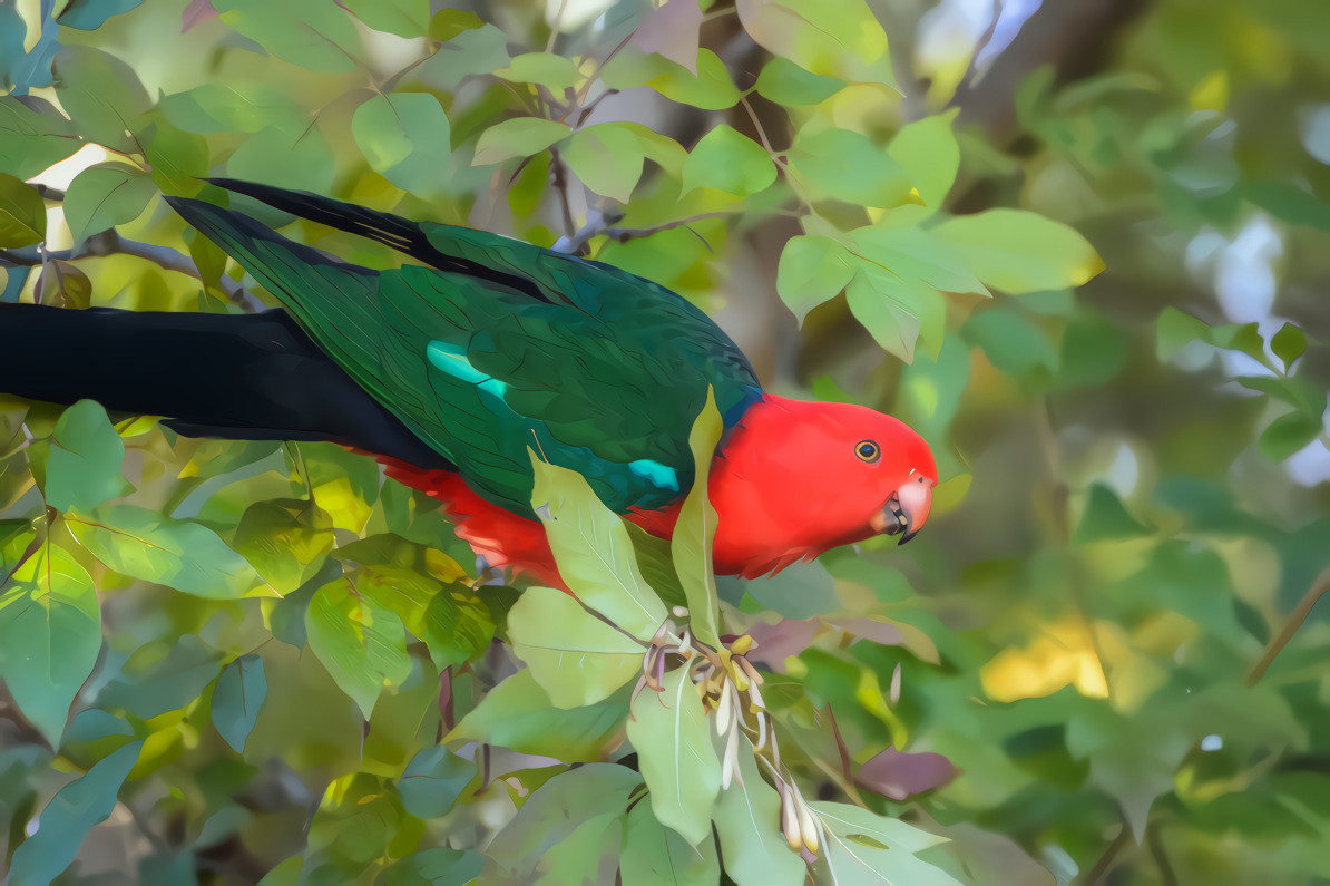 King Parrot in the green leaves