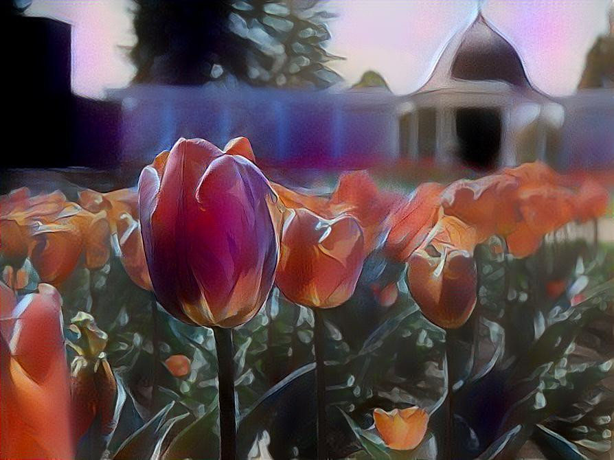 Tulips