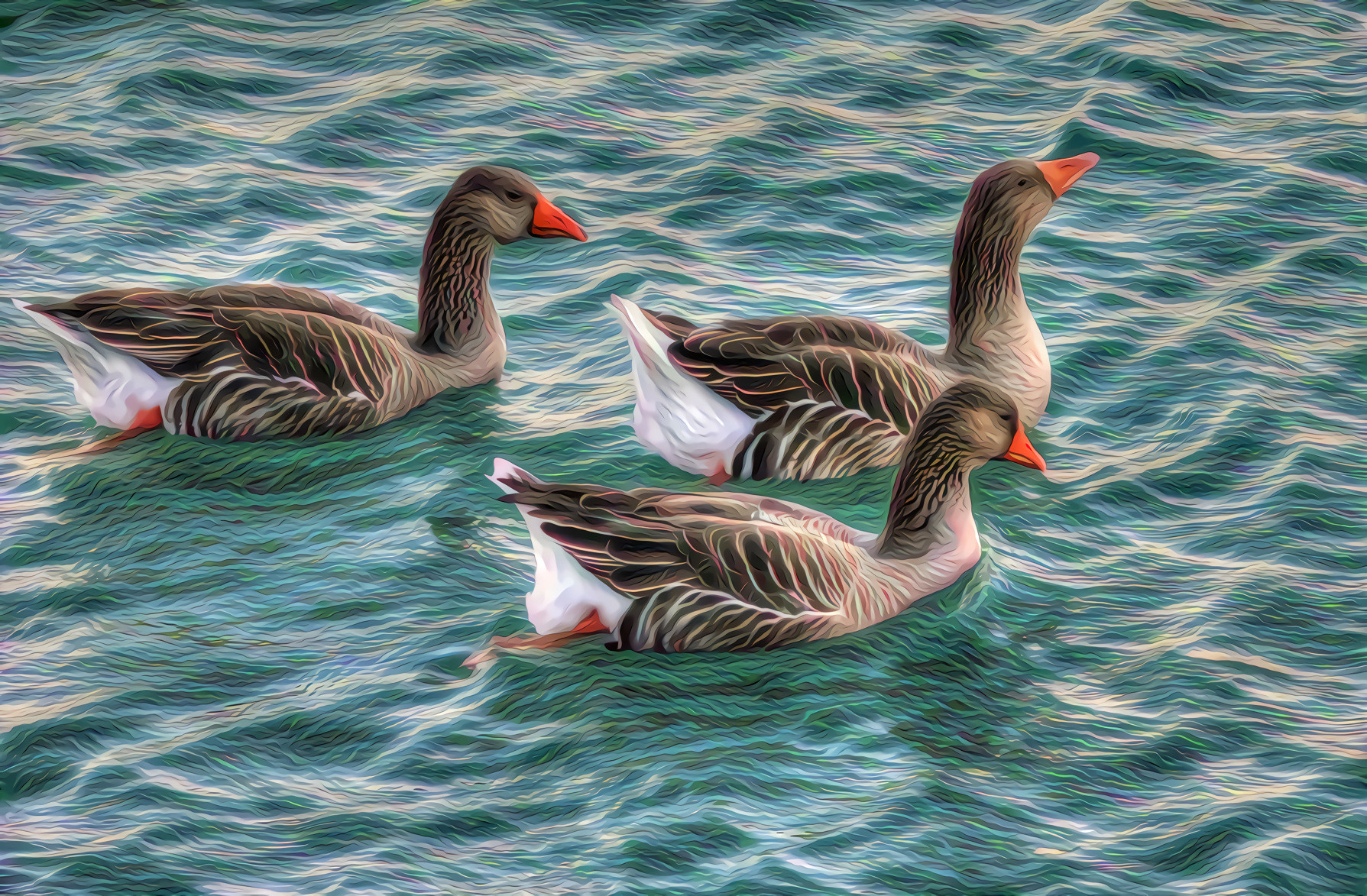 Three Greylag Geese Swimming