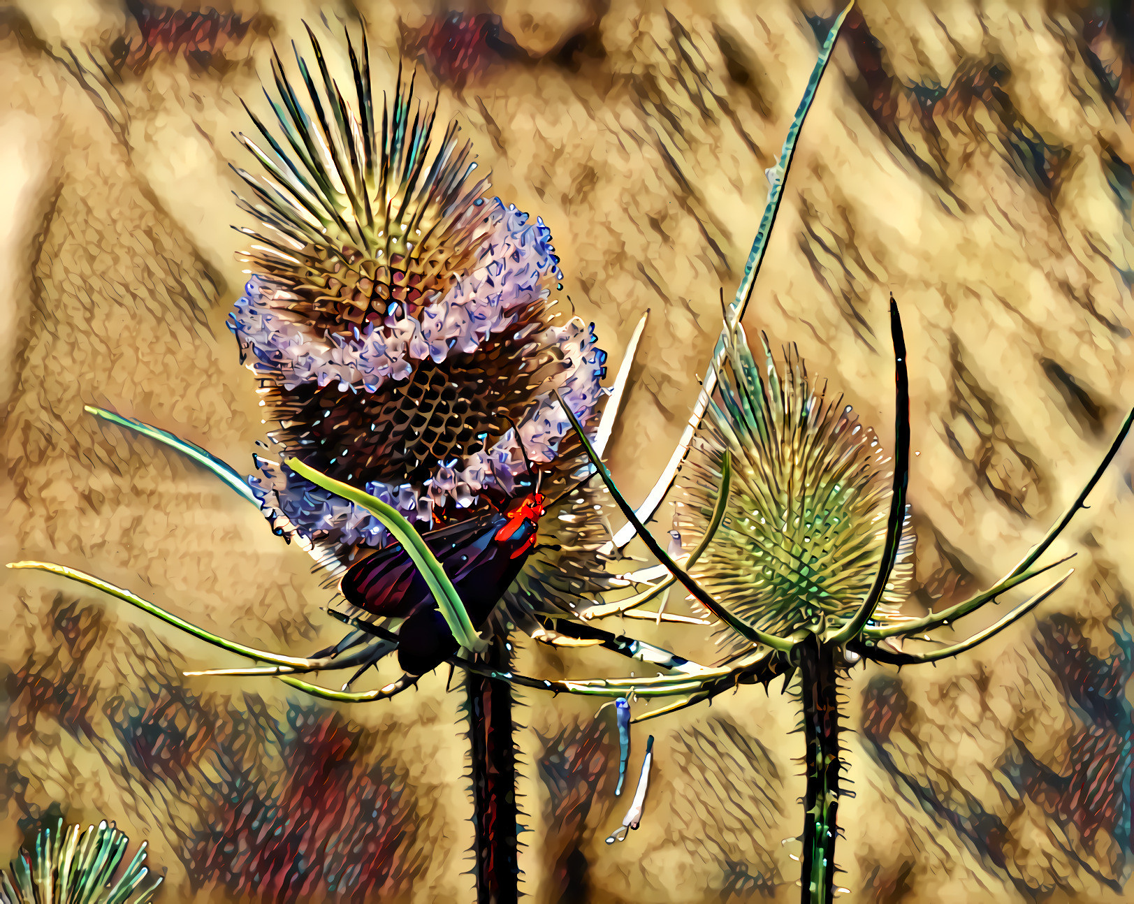 Teasel