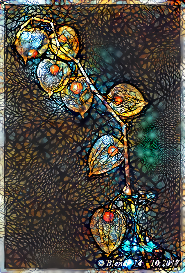 Physalis