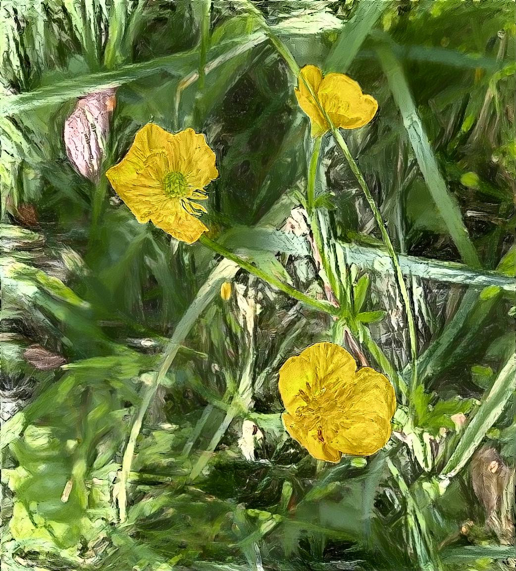 Buttercups