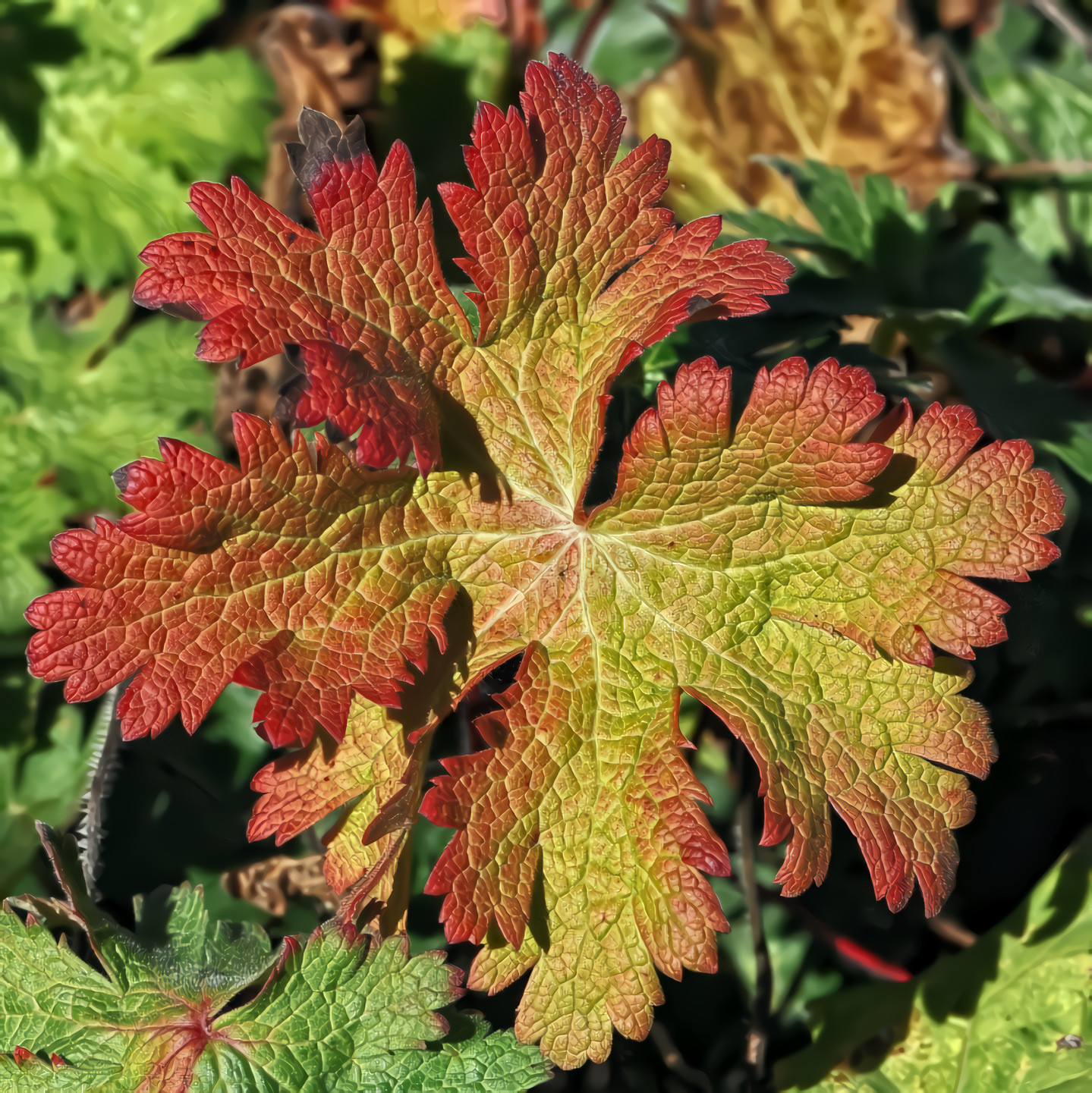 Autumn Leaf