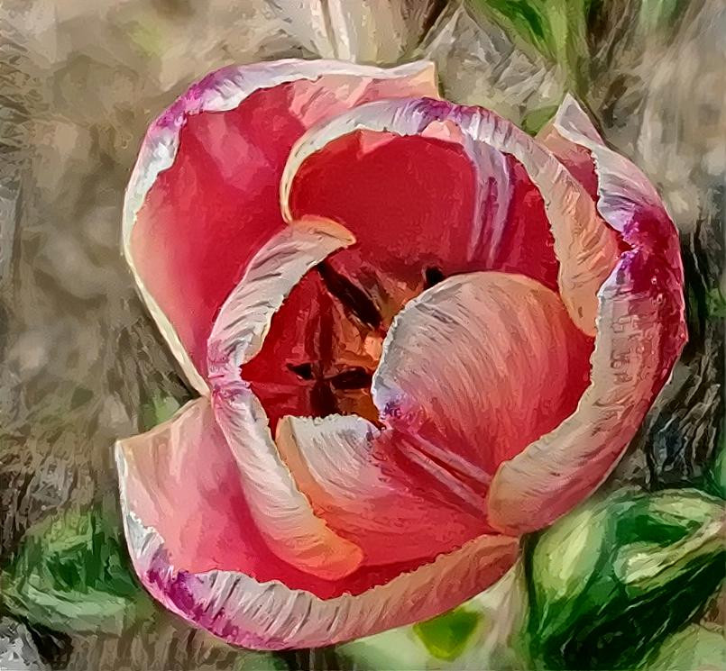 Tulip 1