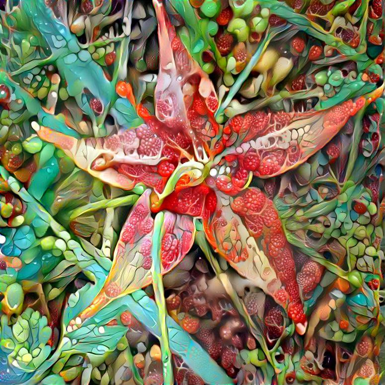 Red Columbine 