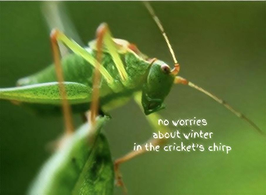 Cricket