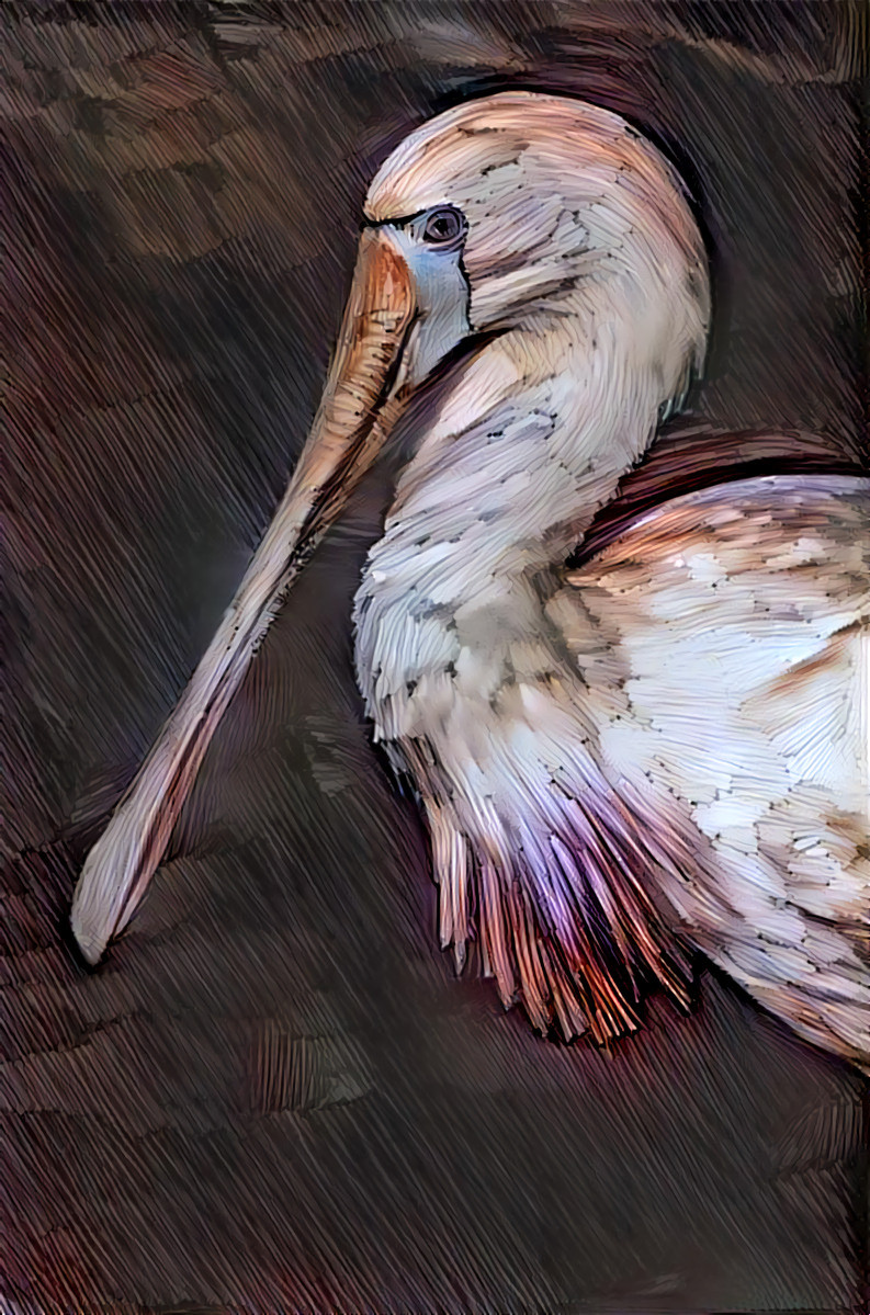 Spoonbill