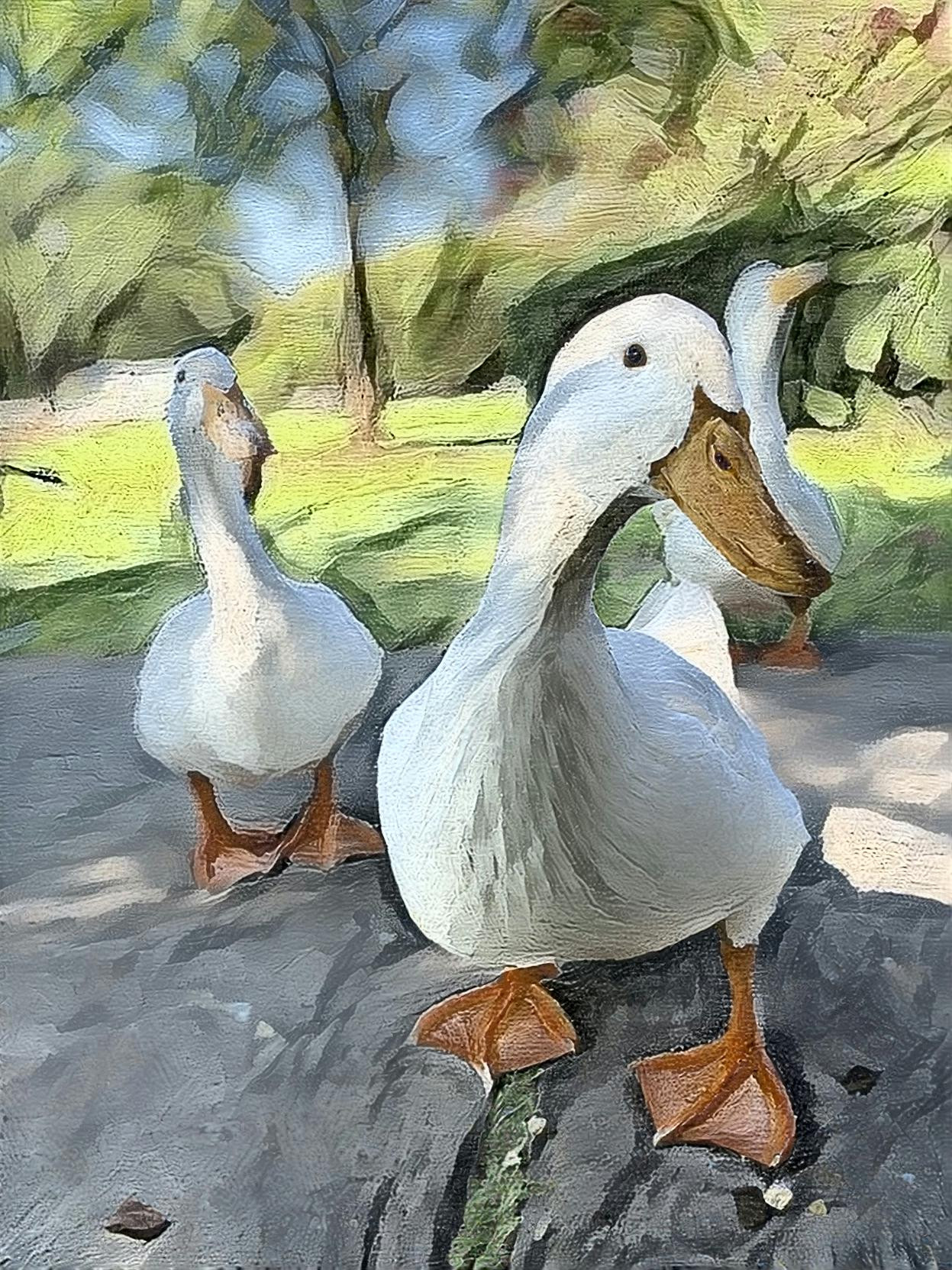 Ducks