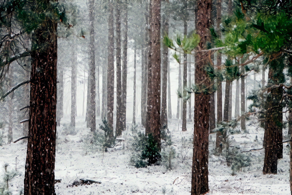 Snowy Pine Forest