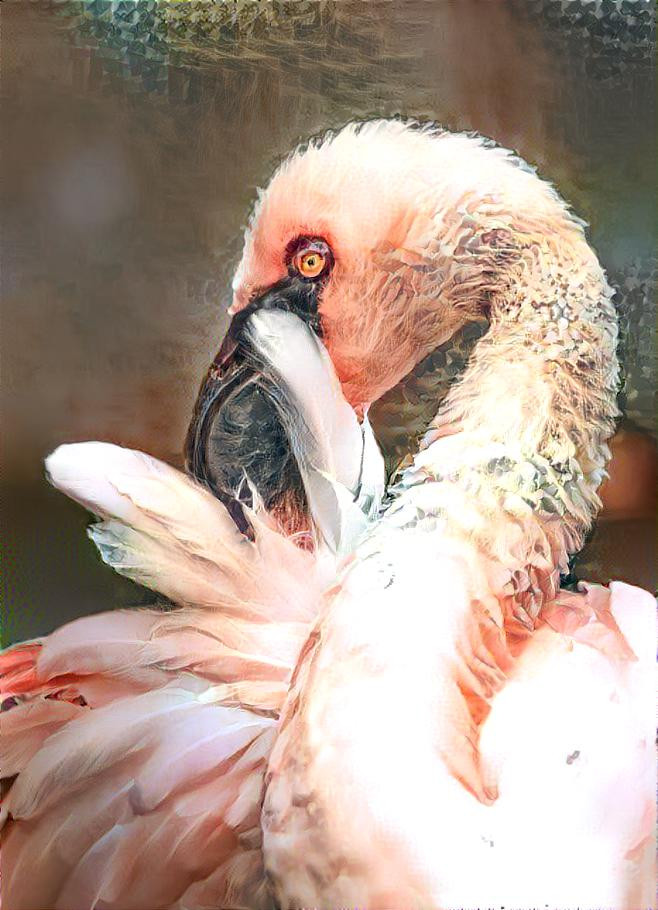 Flamingo