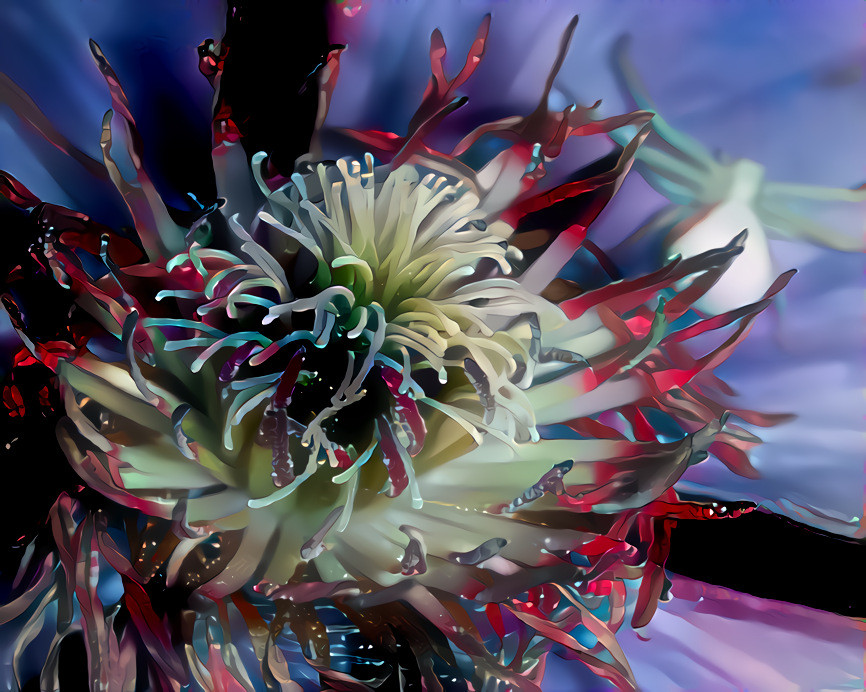 Passion Flower with Crab Spider. Source is my own photo.