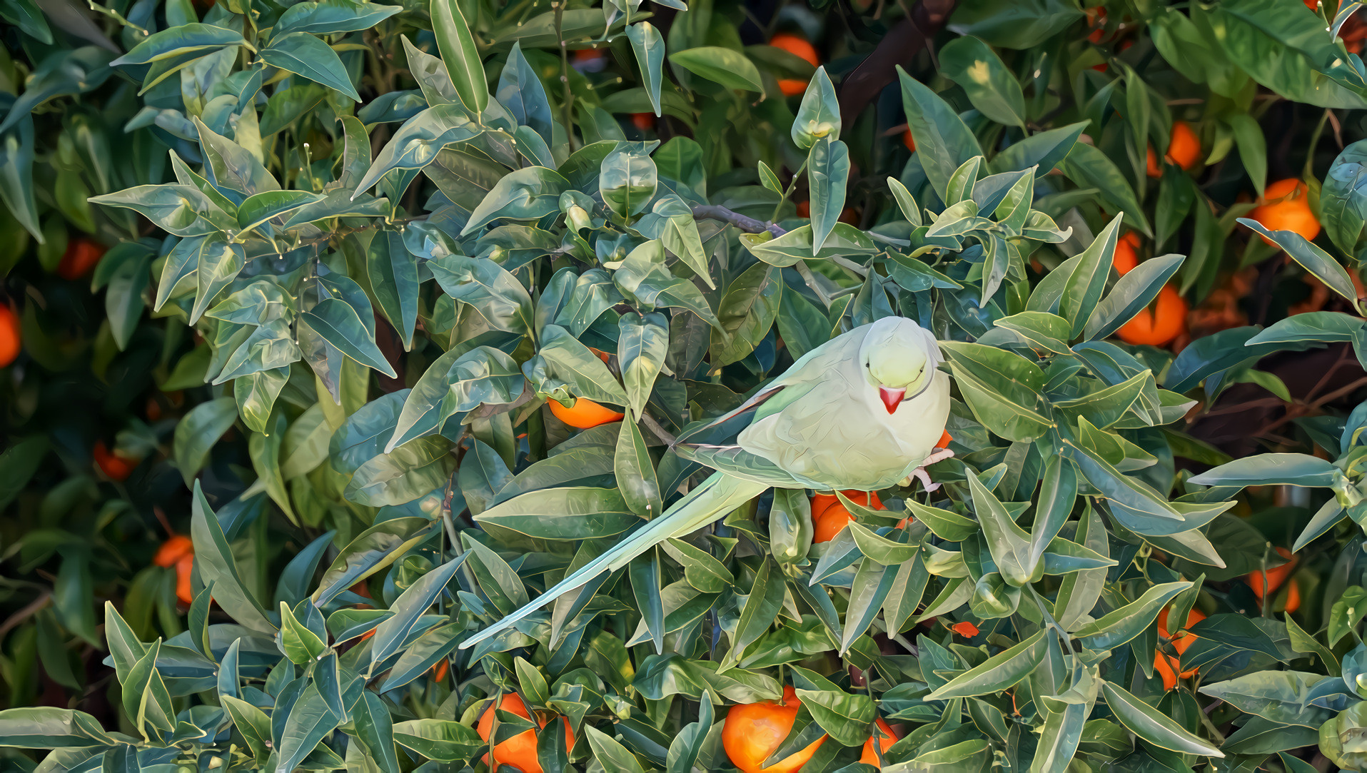 Orange Tree, Parrot, Liguria Coast, Italy