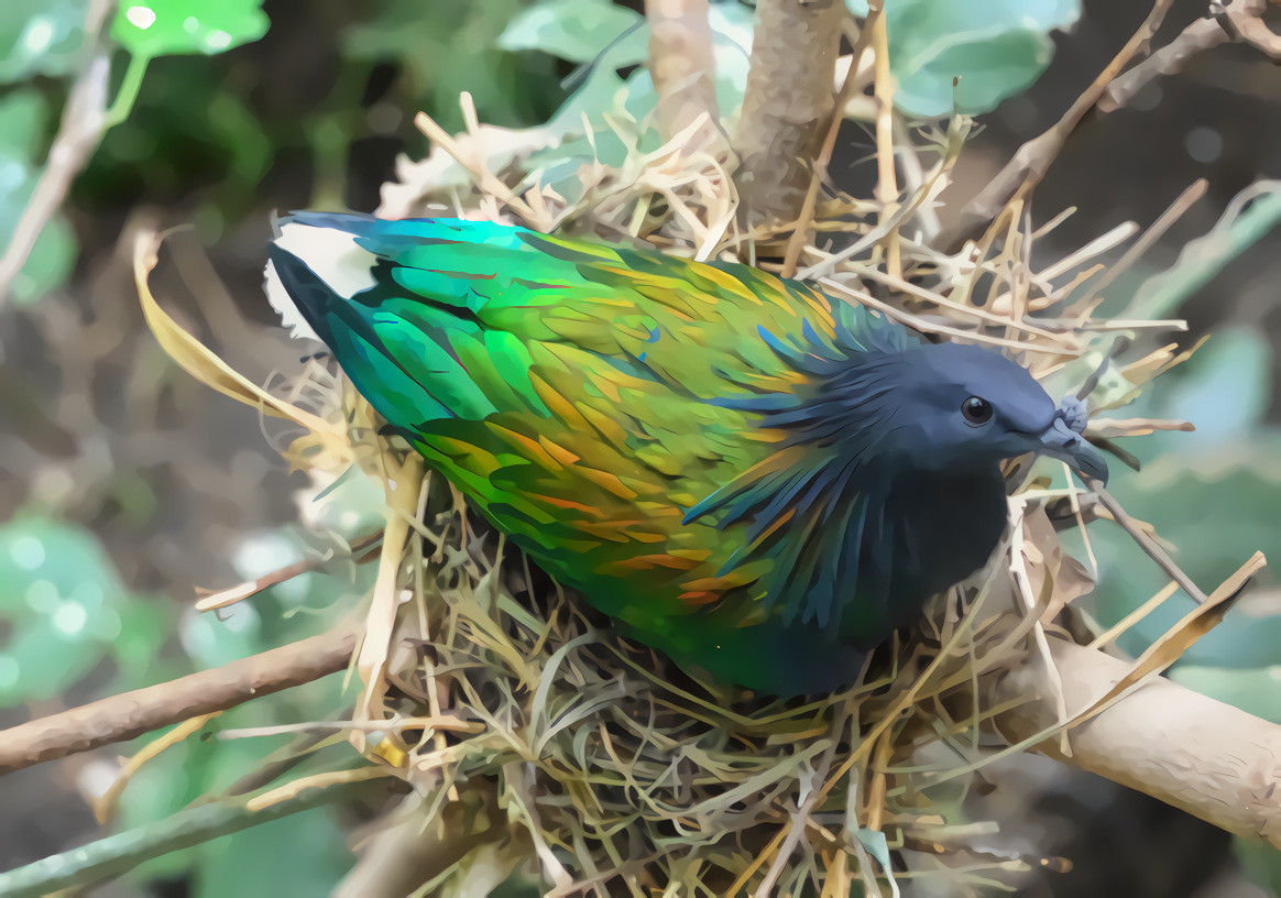 Nicobar Pigeon