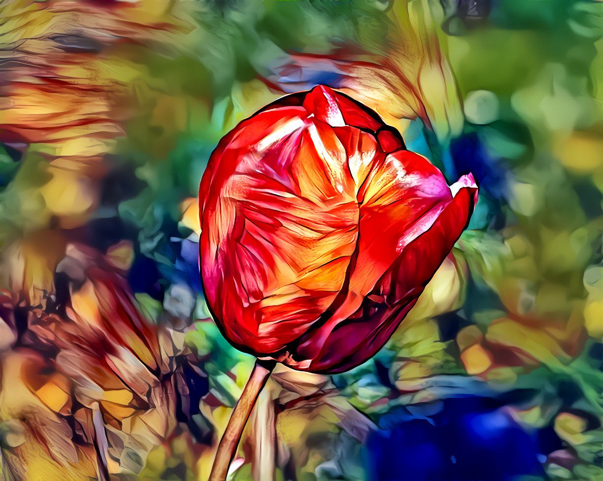 Red Tulip