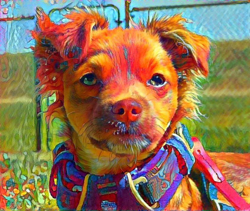 mixdog2