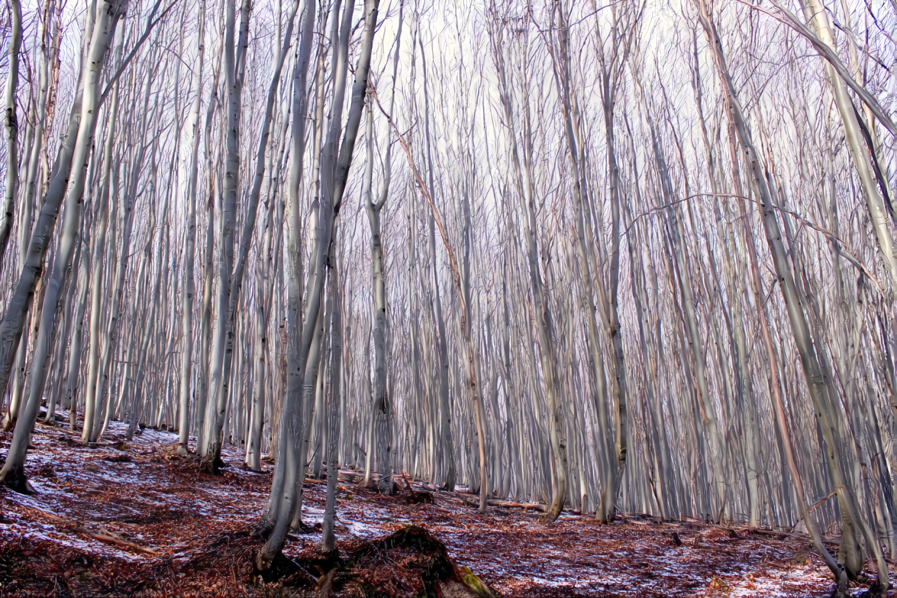 Beech Trees, Winter Forest