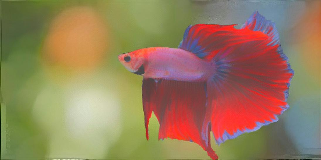 Beta fish