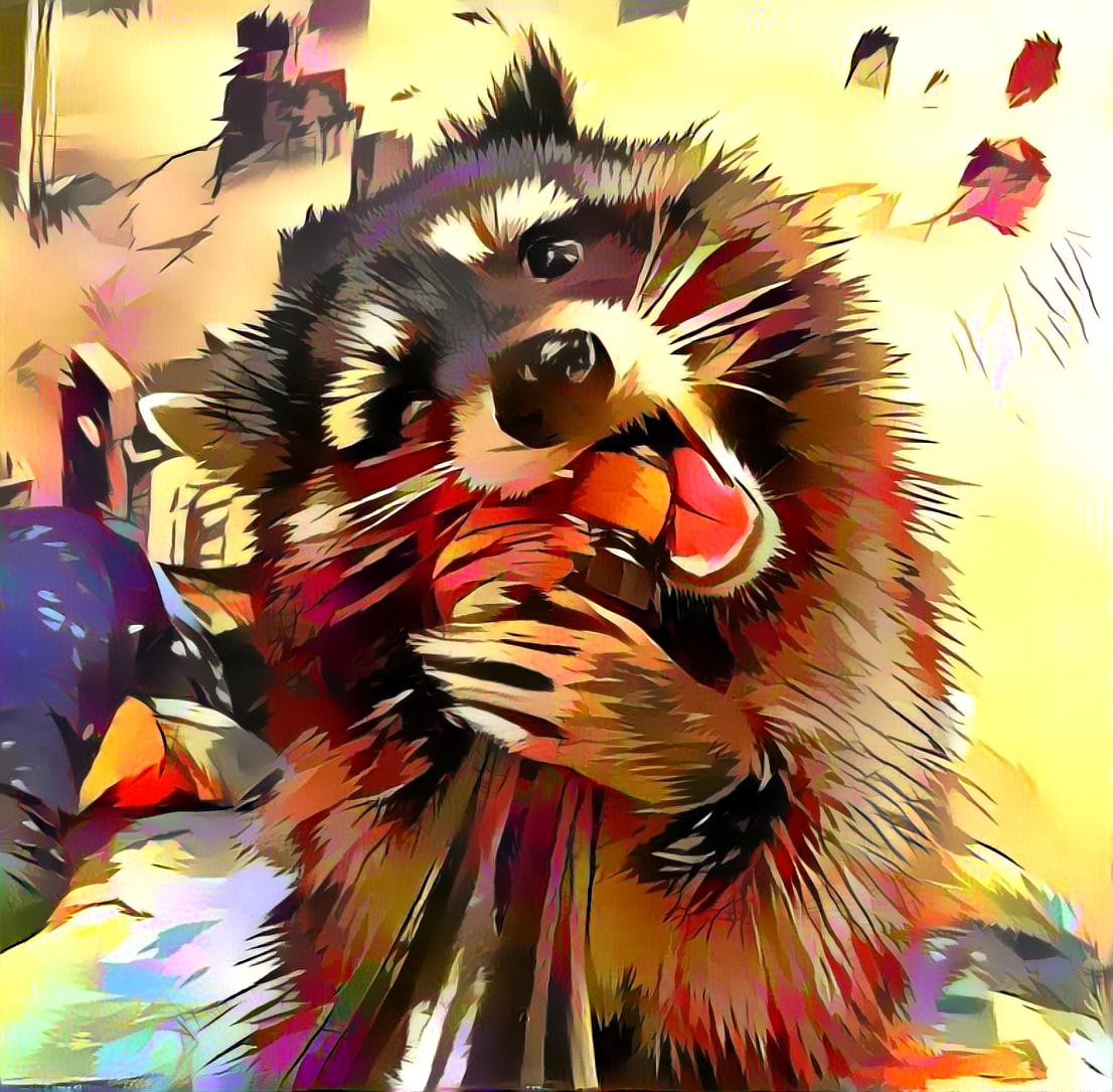 Raccon