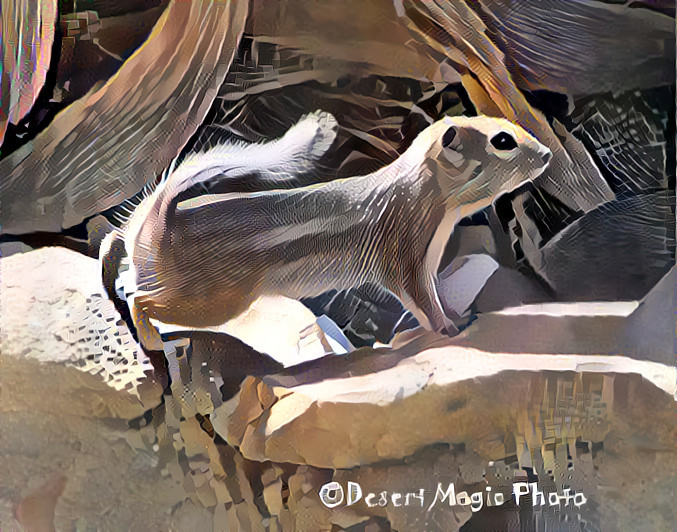 Antelope Squirrel