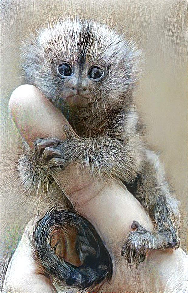 PYGMY MARMOSET