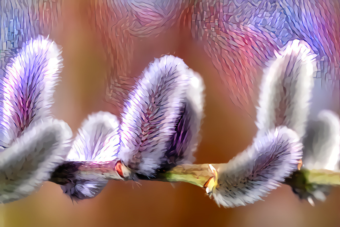 Catkins