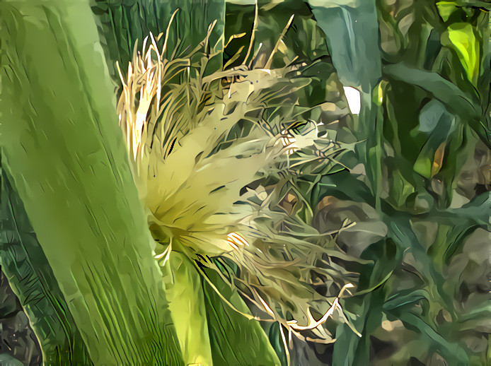 Corn Silk #4.