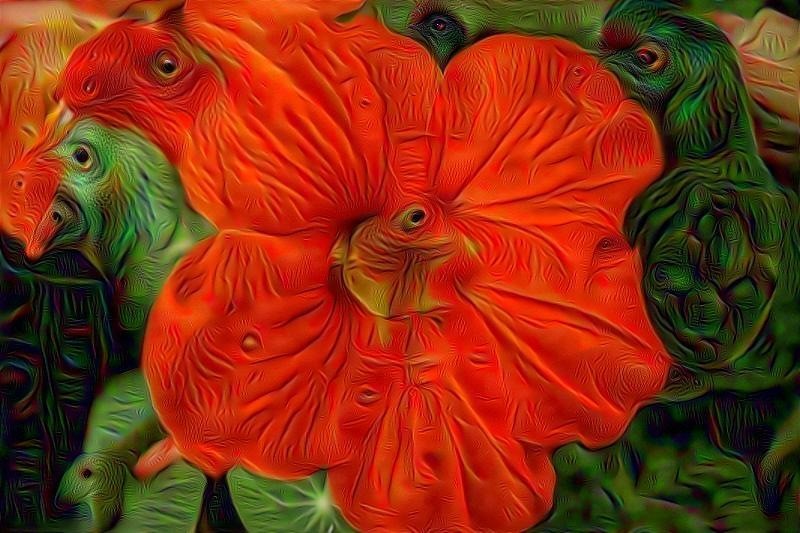 Nasturtium