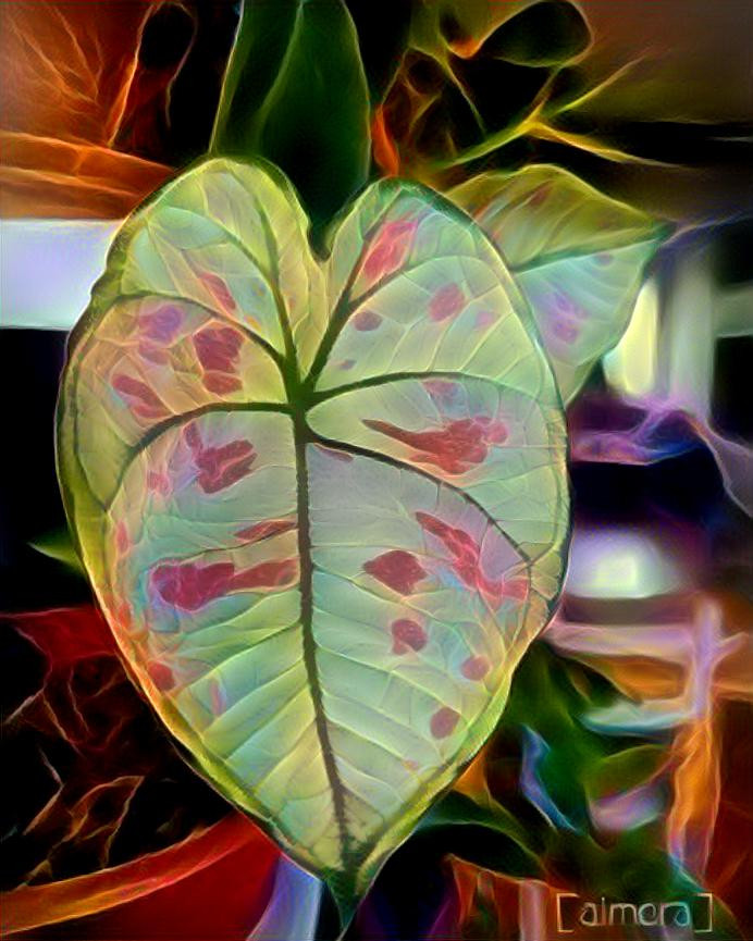 Calladium leaf