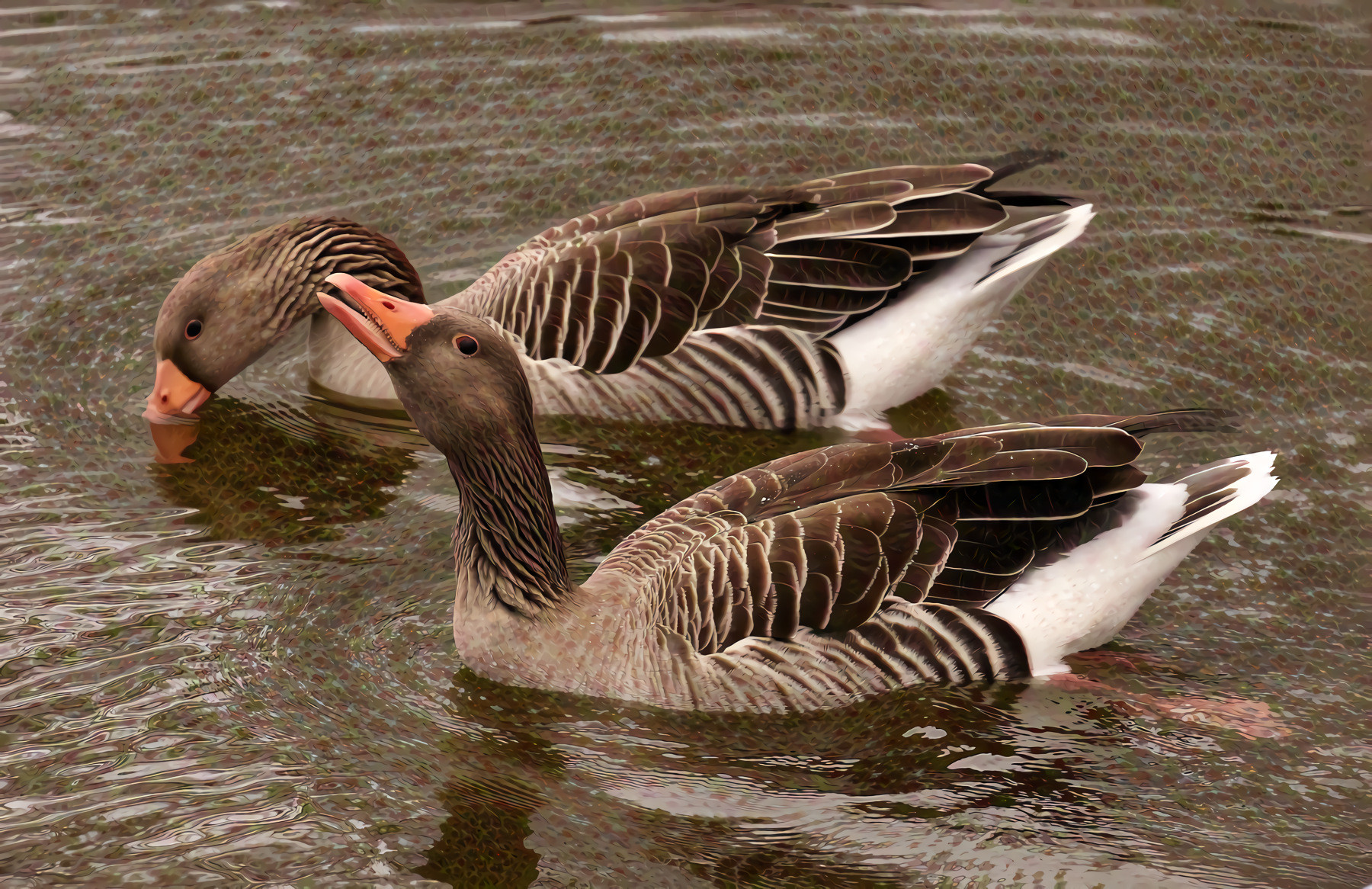 Geese Swimming