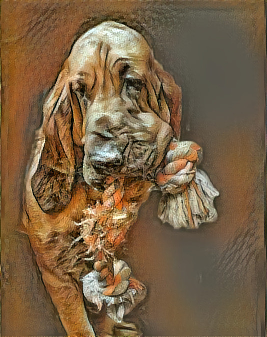 My bloodhound boy Robinson